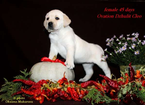 Продаются щенки лабрадора ретривера палевого окраса в Оренбурге фото 5