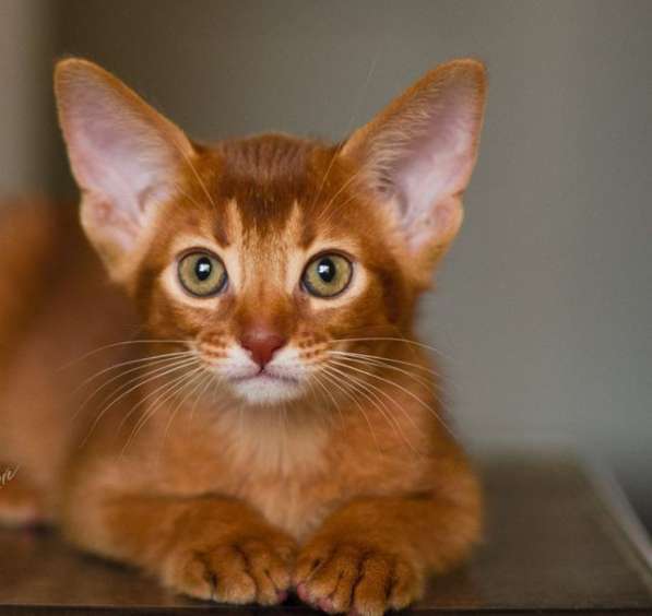 Абиссинские котята