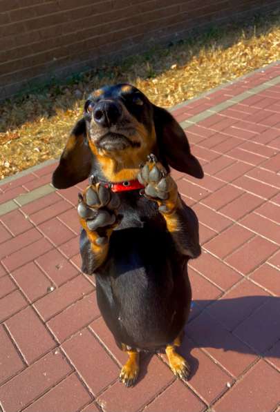 Случка Таксы в Москве