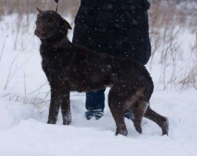 Отдам даром Сникерс-шоколадный пес в Челябинске фото 6