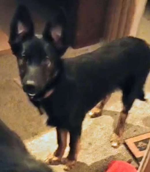 Ищем дом щенкам метисам