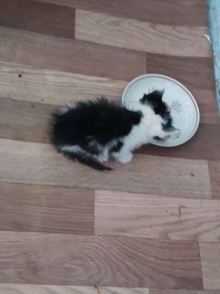 Котенок в дар в 