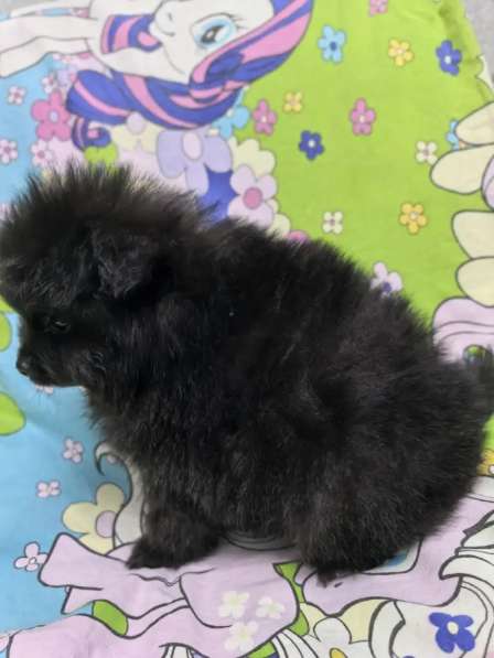 Продам щенков померанский шпиц