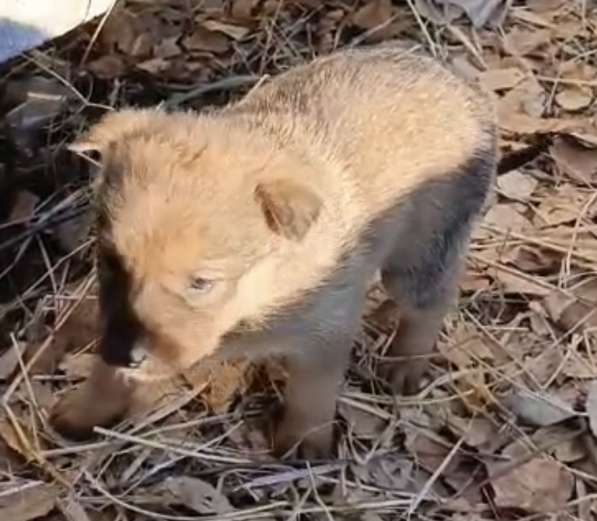 Щенки в добрые руки