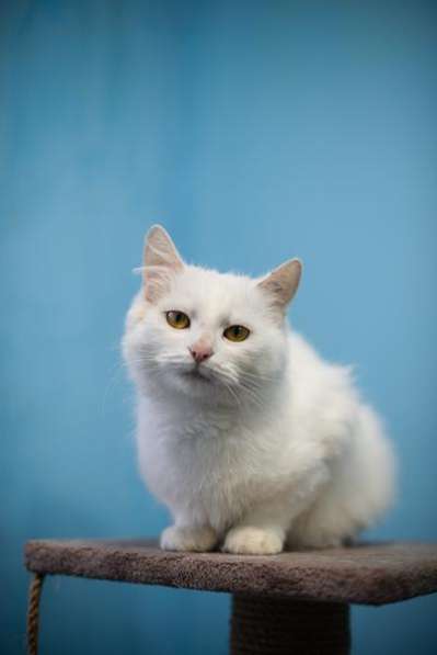 Милая и ласковая Бэлла ищет дом в Москве фото 5