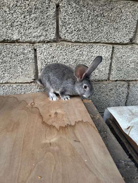 Кролики СОВЕТСКАЯ ШИНШИЛА в Хасавюрте фото 5