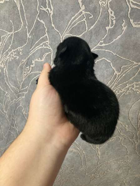 Продам щенков шпица в Иванове фото 10