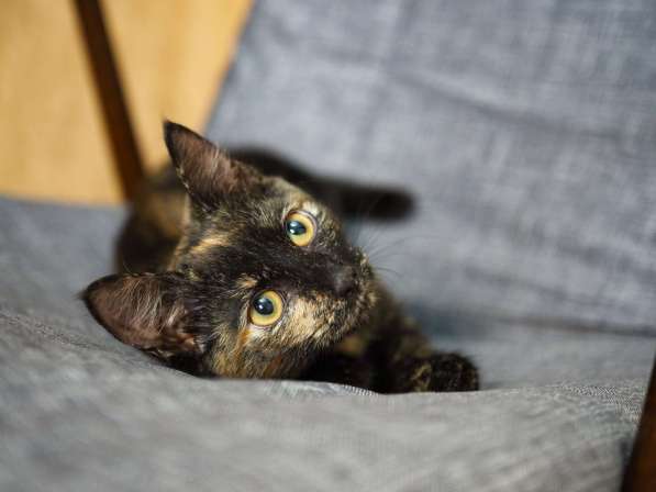 Трехцветный котёнок Пеппи в добрые руки в Москве фото 3