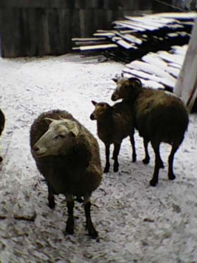 продаются овцы в Тюмени фото 3