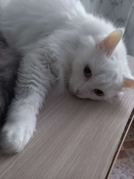 Кот сибиряк,4 года в Новосибирске фото 33