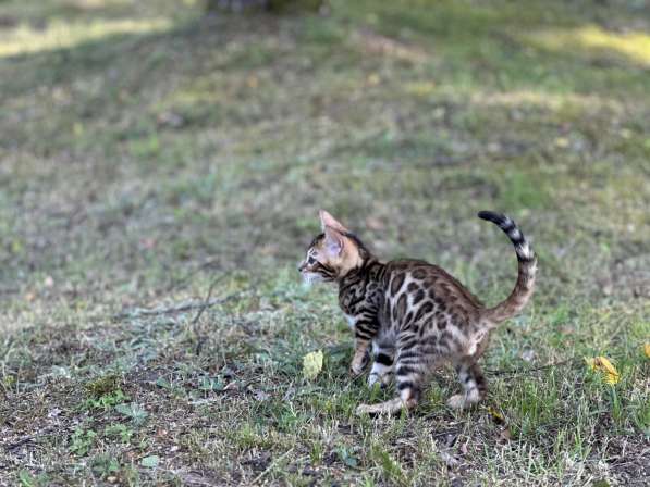 Бенгальские котята снежного окраса в фото 13