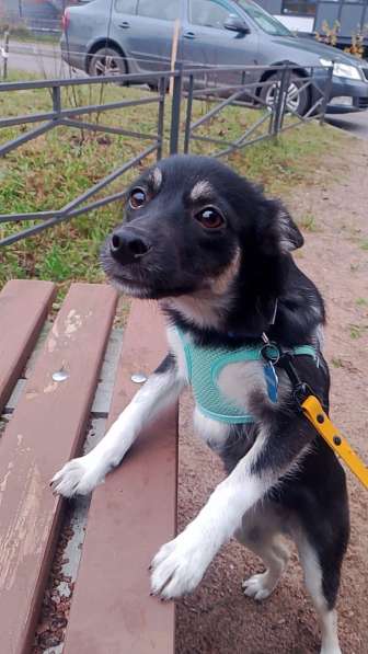 Ищет дом крошка-собачка весом 6 кг в Санкт-Петербурге фото 3