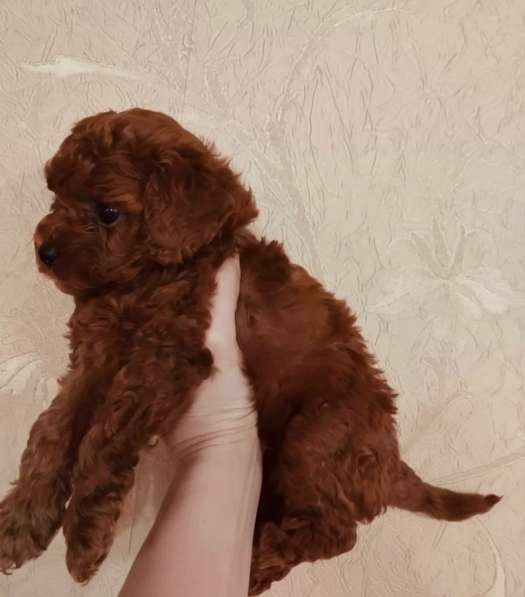 Той пудель щенки в Краснодаре фото 4