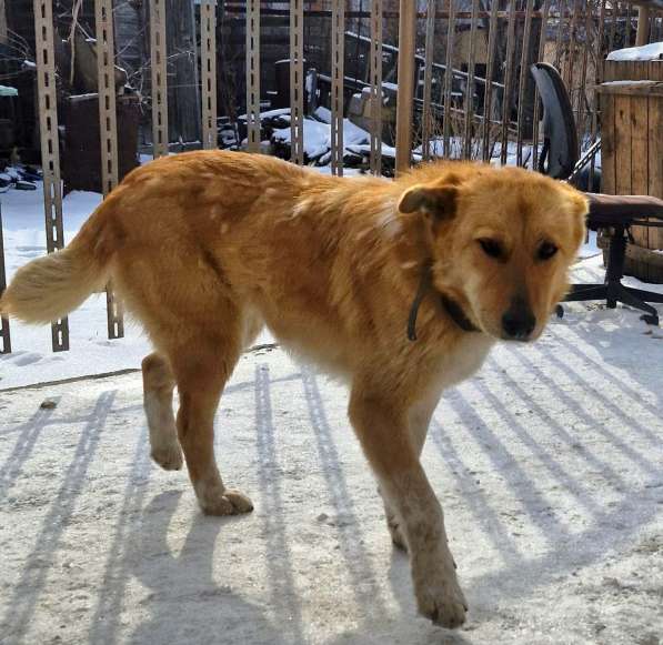 Милая игривая собака-золотинка в Санкт-Петербурге фото 11