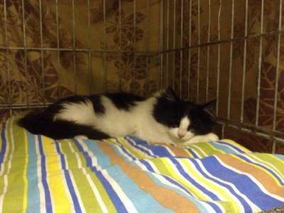 Отдам даром Ждет чудес пушистая малышка Фиста в Санкт-Петербурге фото 3