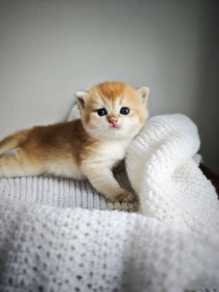 Британские котята в окрасе золотая шиншилла