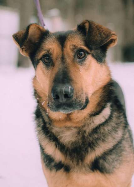 Заботушка, самый добрый пёс на свете в Санкт-Петербурге фото 3