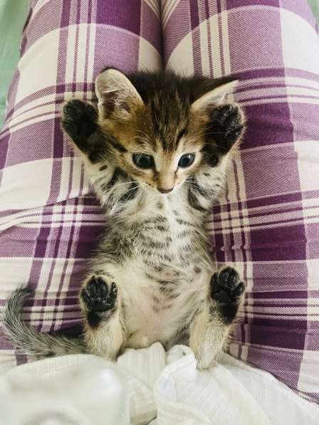 Котята в добрые руки! в Нижневартовске фото 5