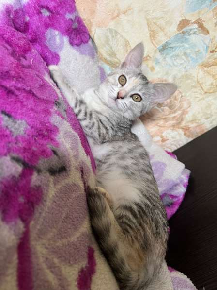 Котята в Казани