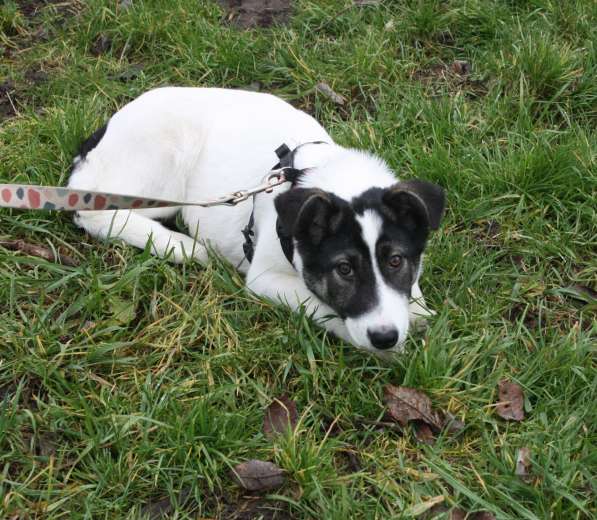 Ласковая малышка Панда в поисках своей семьи в Москве фото 3