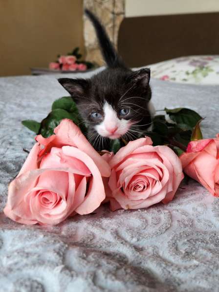 Котята ищут любящую семью в фото 4
