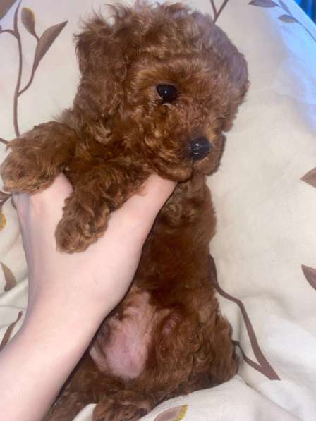 Той пудель щенки в Краснодаре фото 6