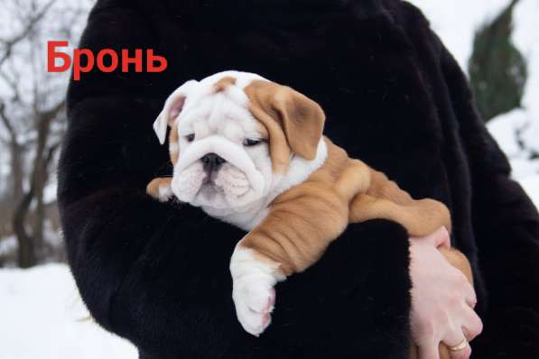 English bulldog в Москве фото 5