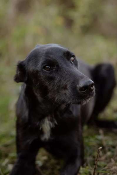 Чудесный Лорд ищет свою семью в Москве фото 9
