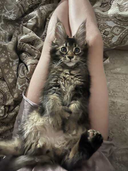 Мейн-кун полидакт девочка в Новосибирске фото 3