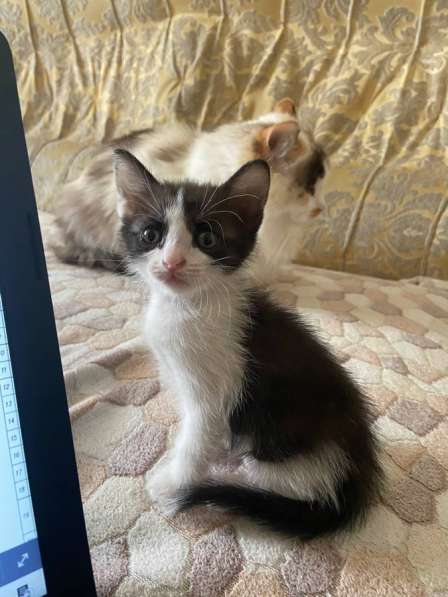 Котёнок