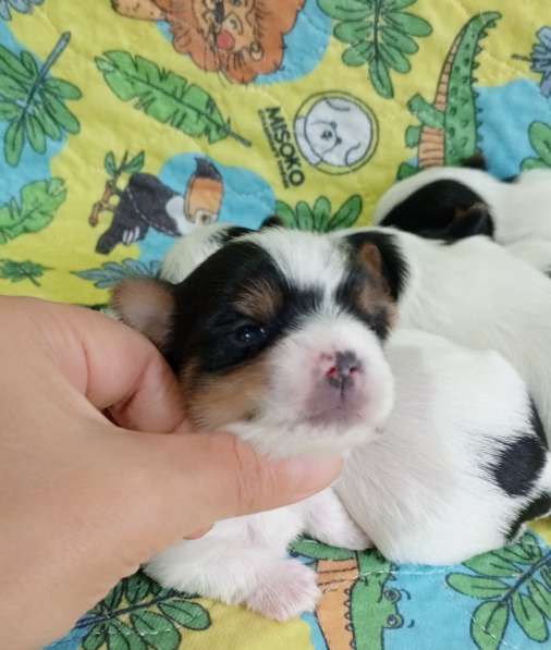 Красивые бивер йорки в Турции в 