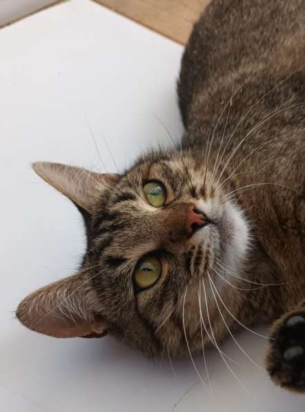 Кошка в хорошие руки в Москве фото 4