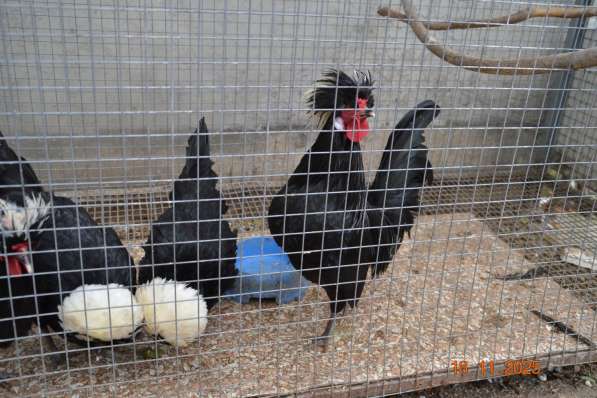 Продам породистых петушков в