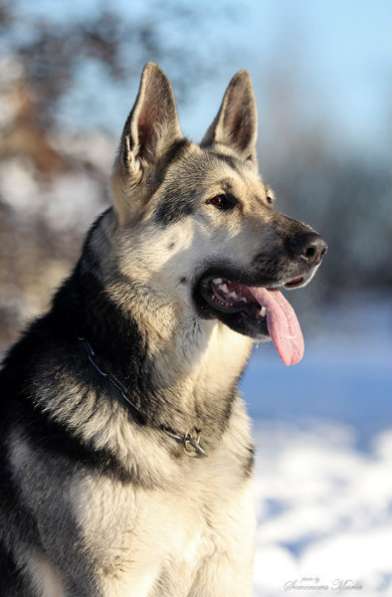 Щенки ВосточноЕвропейской Овчарки, ВЕО,