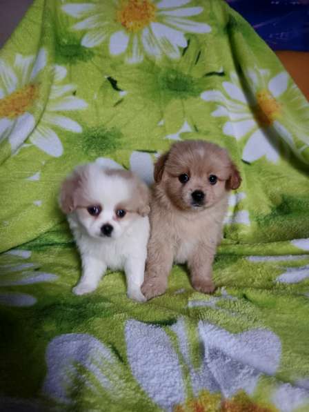 Кавапу малыши