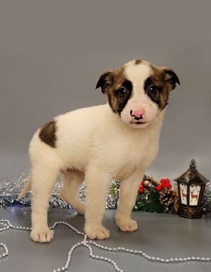 7 очаровательных щенят в дар