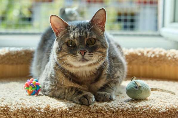 Котик Луня в добрые руки