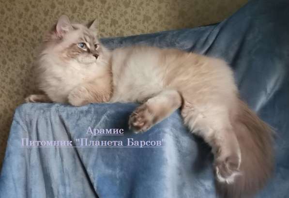 Продажа невских маскарадных котят (питомник Планета Барсов)