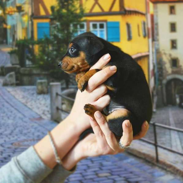 Немецкий пинчер щенок в Москве фото 9