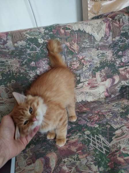 2 рыжика ищут новый дом в Москве