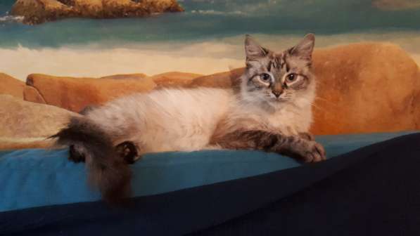 Просто Масяня в Люберцы фото 3