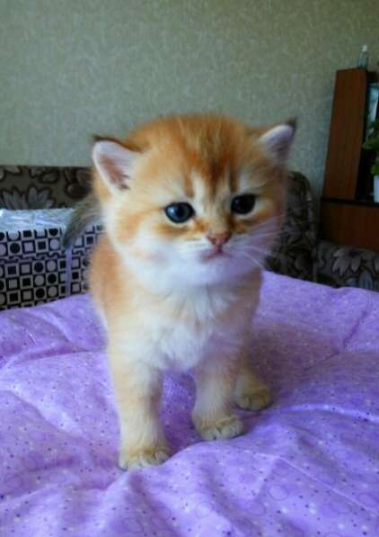 Британская кошечка в Санкт-Петербурге фото 12