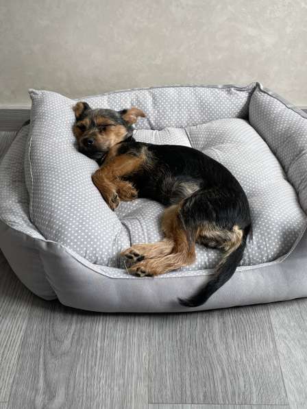 Щенок в самые добрые и ответственные руки в Москве