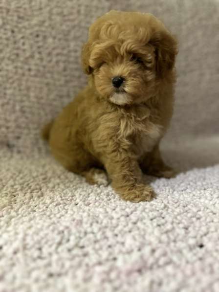 Мальтипу F - 1