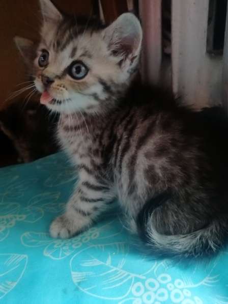 Шотландские котята в фото 13