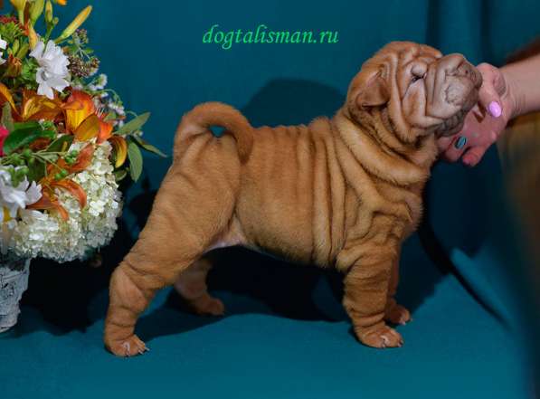 Щенки Шарпея в Санкт-Петербурге