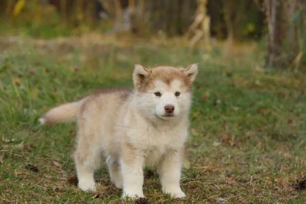 Щенки аляскинского маламута
