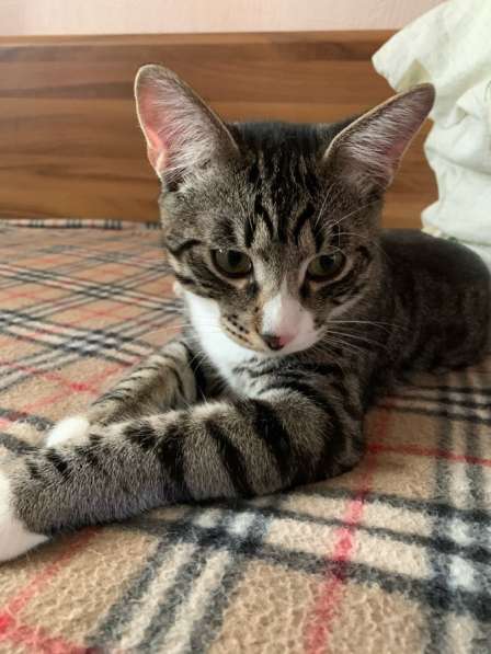 Котёнку мальчику нужен дом и семья в Домодедове фото 15