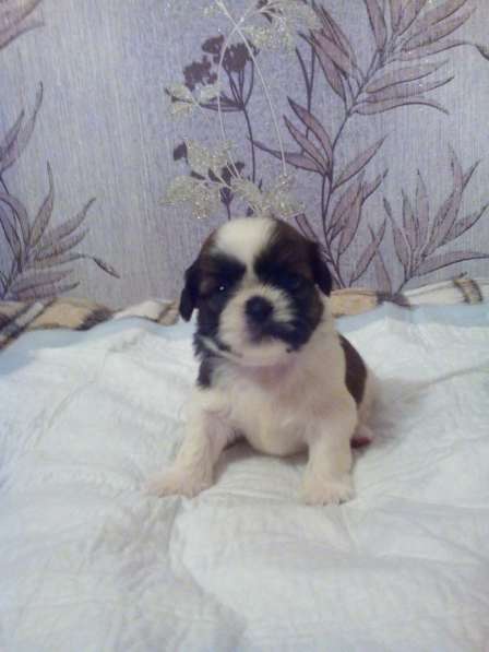 Щенки Ши-тцу