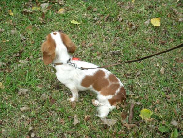 Выбор щенка в Москве фото 6